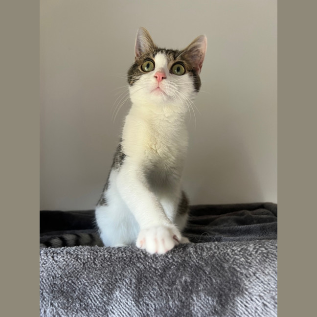 Photo of Smidge