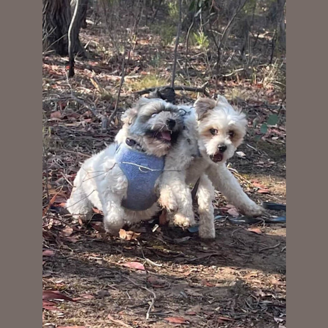 Photo of Finn And Sammy 