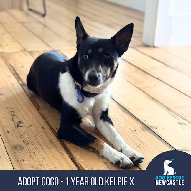 Photo of Coco   1 Year Old Kelpie X