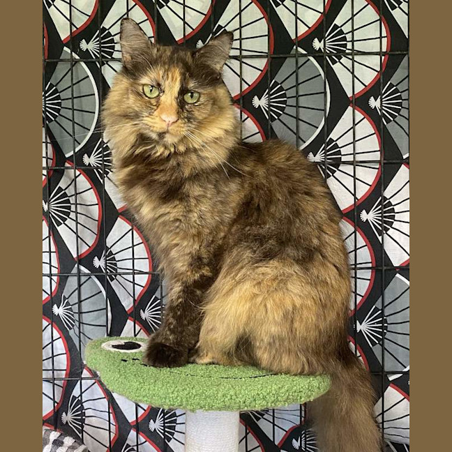 Photo of Gwennifer Lawrence