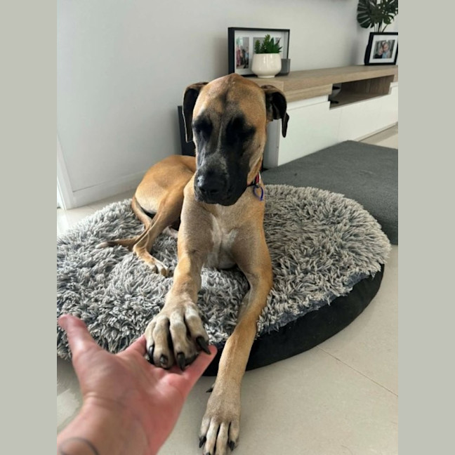 Photo of Whippy   1 Year Old Ridgeback X Great Dane