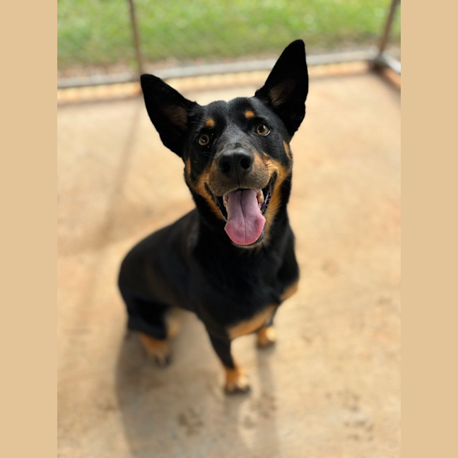 Photo of Smokie
