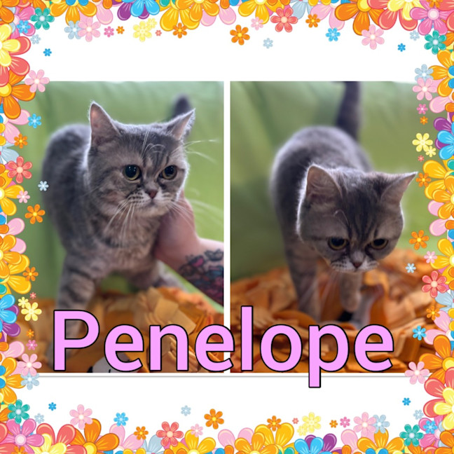 Photo of Penelope