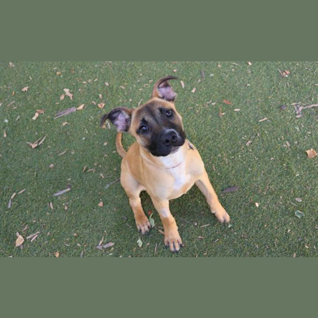 Photo of Mutt Damon