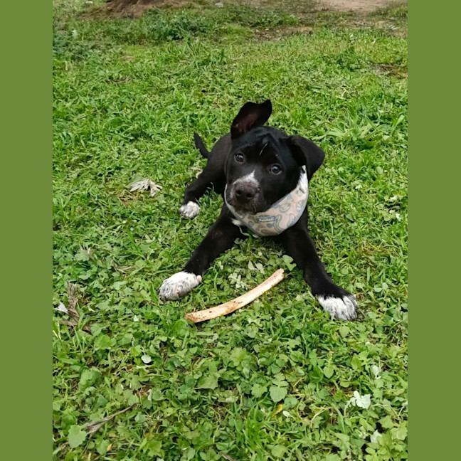 Photo of Bruno
