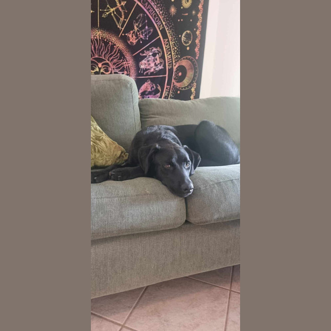 Photo of Ollie