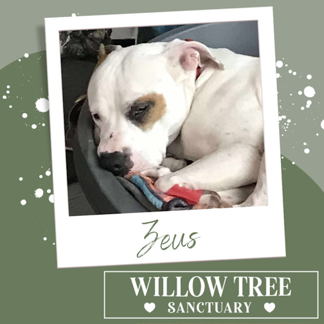 Photo of Zeus