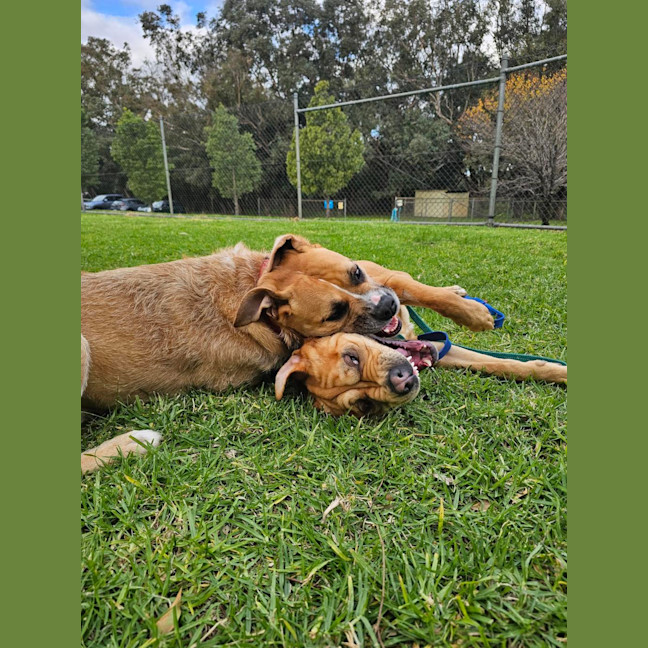 Photo of Tilly