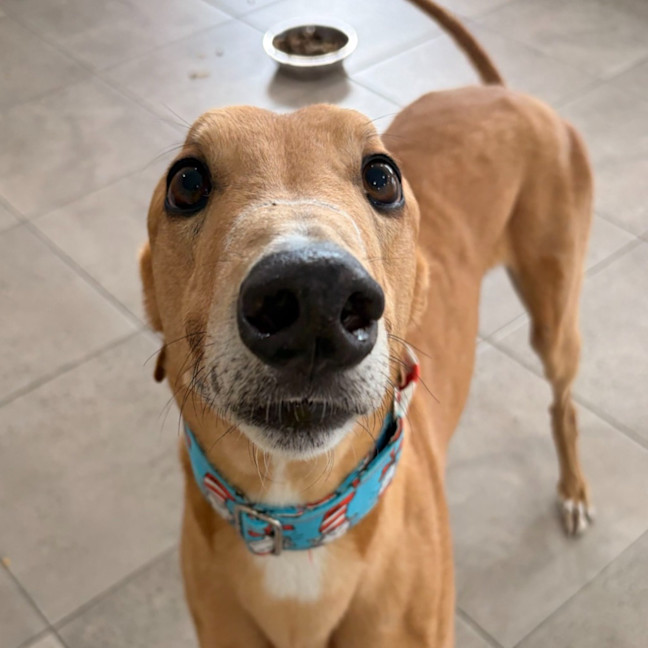 Photo of Braveheart The Greyhound