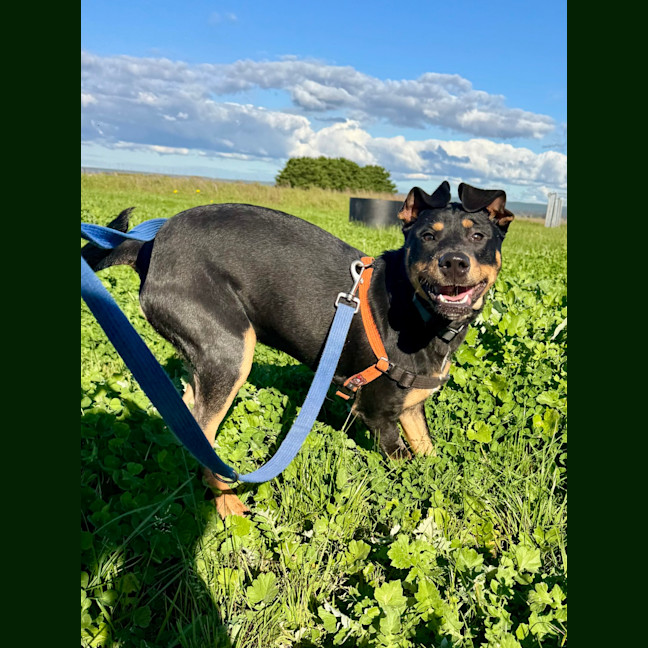 Photo of Willow