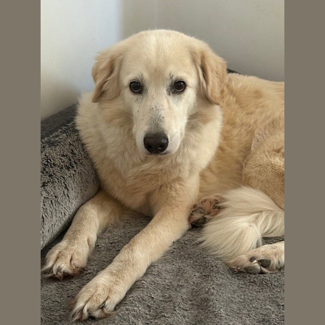 Photo of Barley