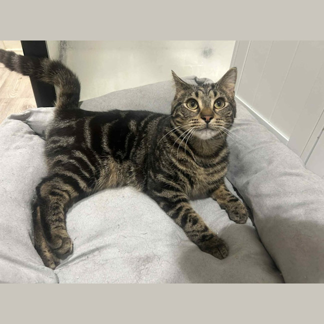 Photo of Kai   Located In Ashburton