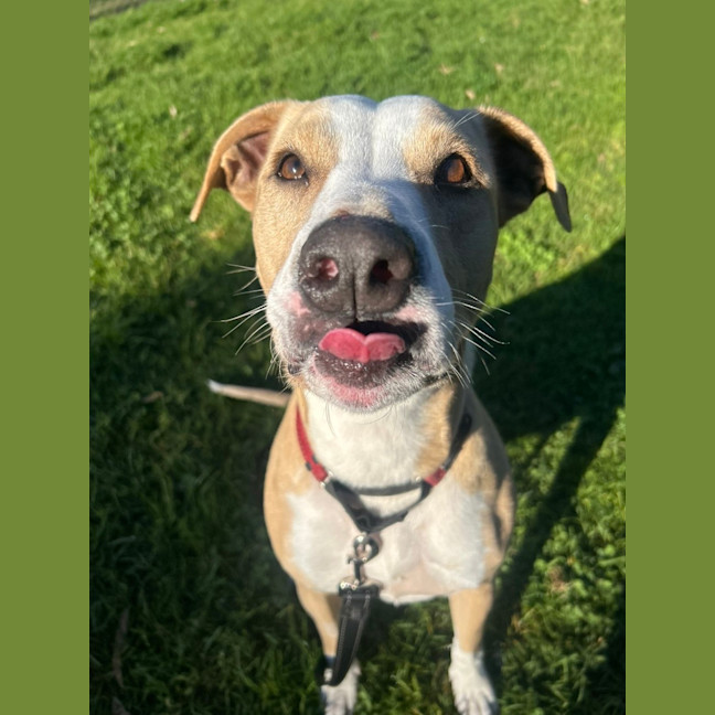 Photo of Fifi 