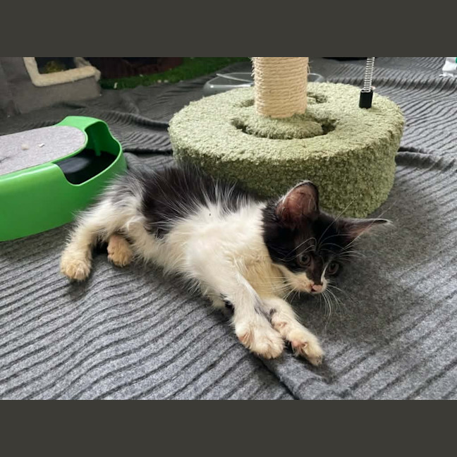 Photo of Echo