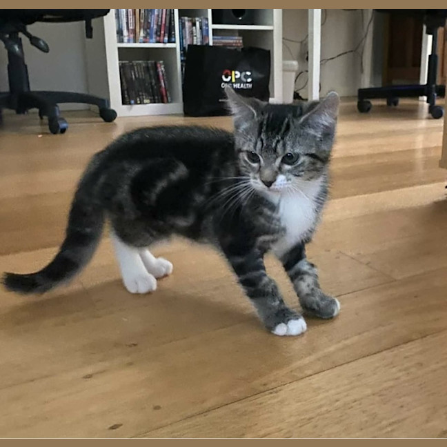 Photo of 🐾 Apollo 🐾