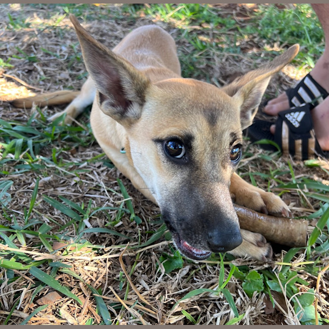 Photo of Humphrey (Nugget)