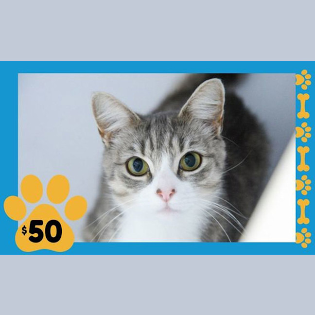 Photo of Willow