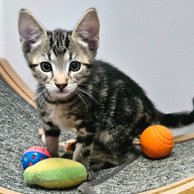 Photo of Optimus