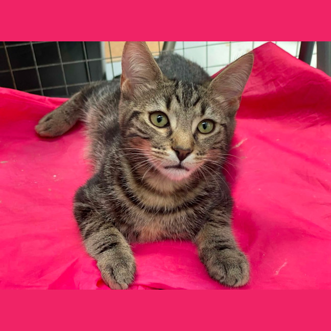 Photo of Angelo ** 2nd Chance Cat Rescue**