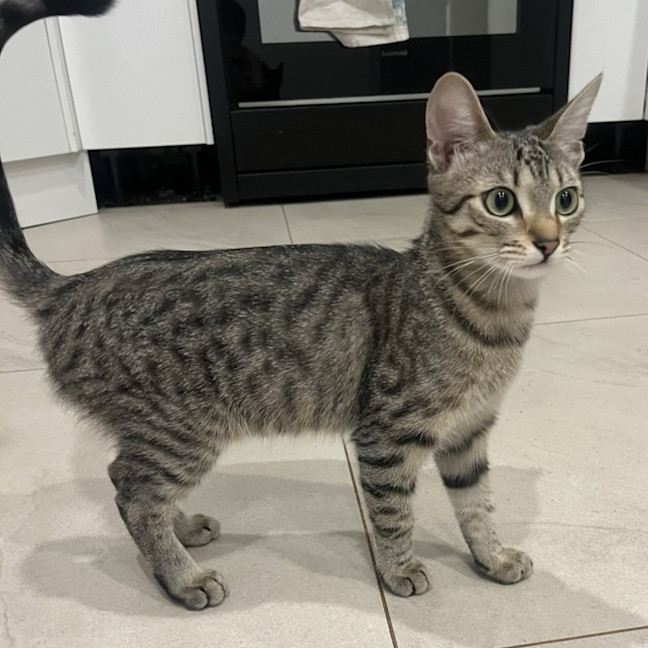 Photo of Astro