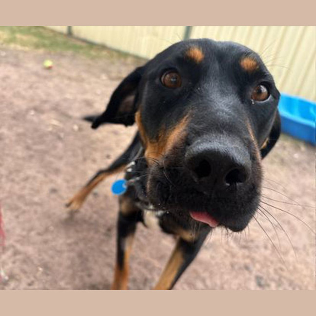 Photo of Honeysuckle