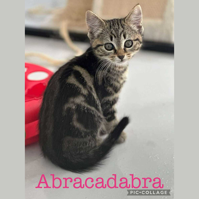 Photo of Abracadabra