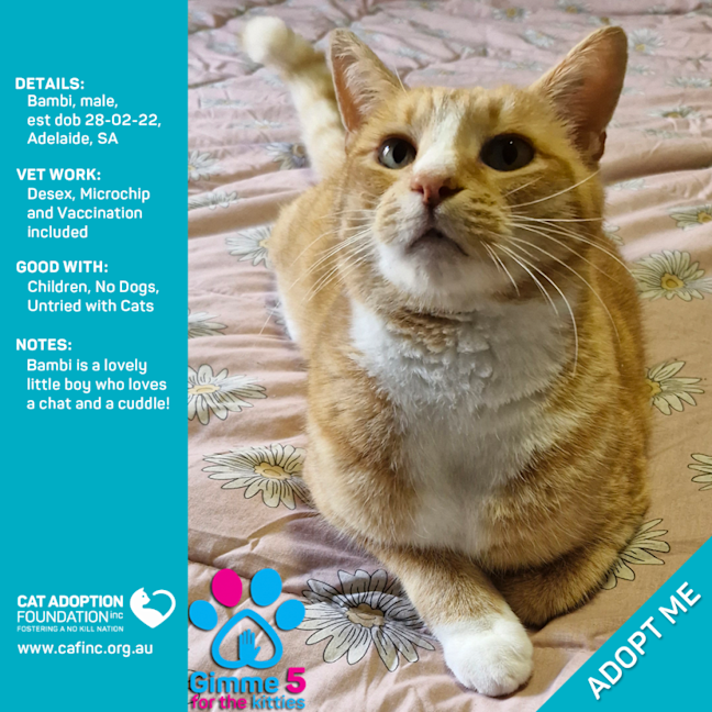 Photo of Bambi Only $39 Limited Time!