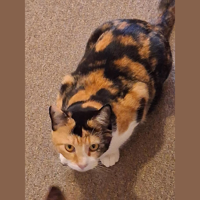 Photo of Salsa