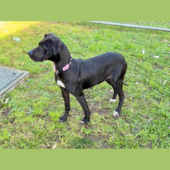 Photo of Buttercup