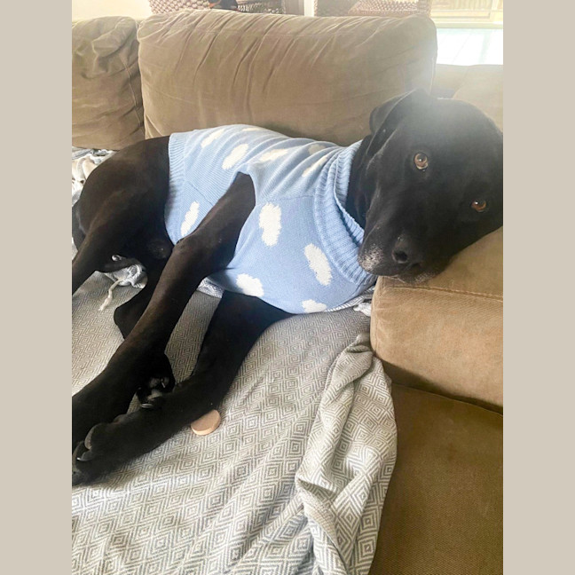 Photo of Scooby *$150 Adoption Fee*