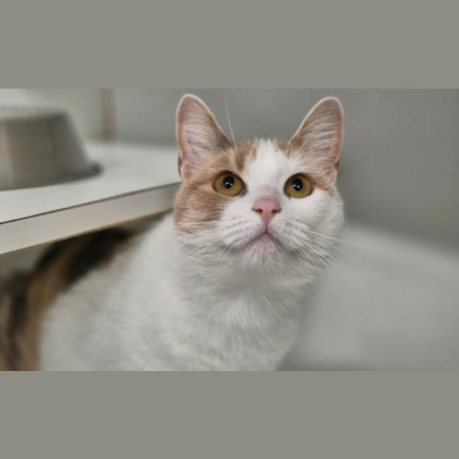 Photo of Tish