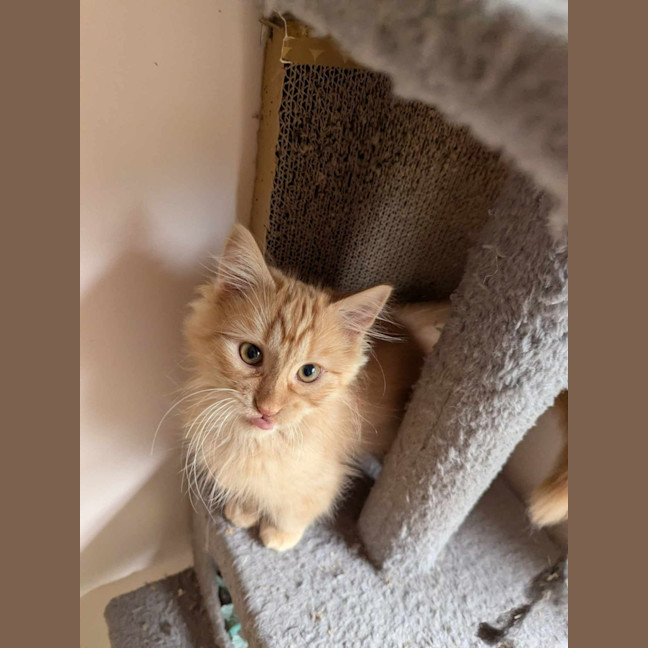 Photo of Fred Flintstone 