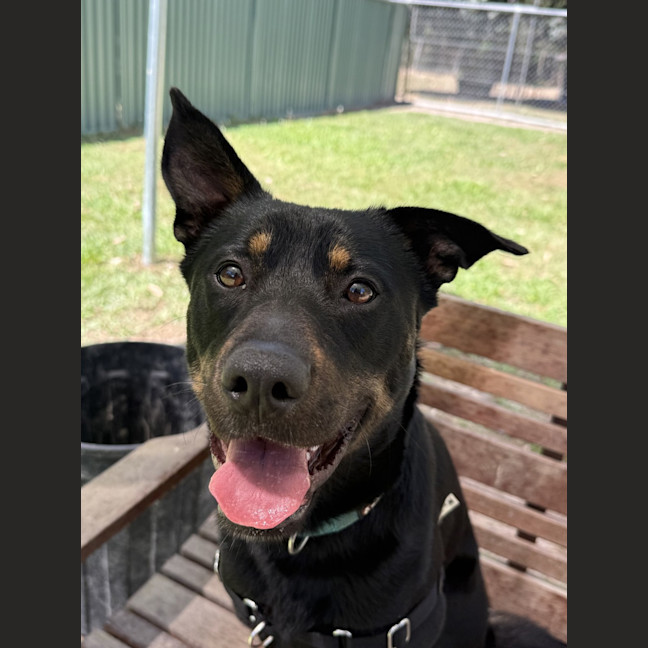 Photo of Buddy