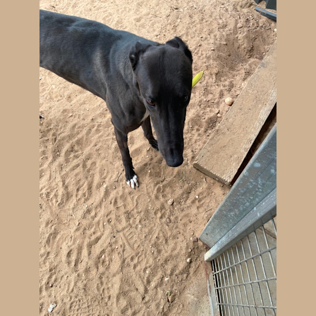 Photo of Dot