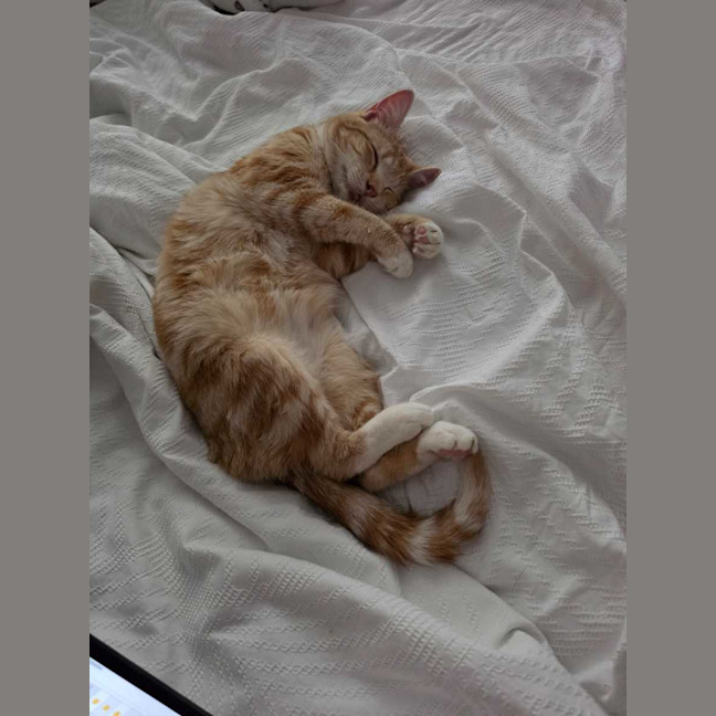 Photo of Shadow