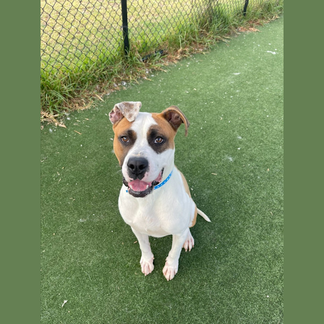 Photo of Humphrey Imp 1865