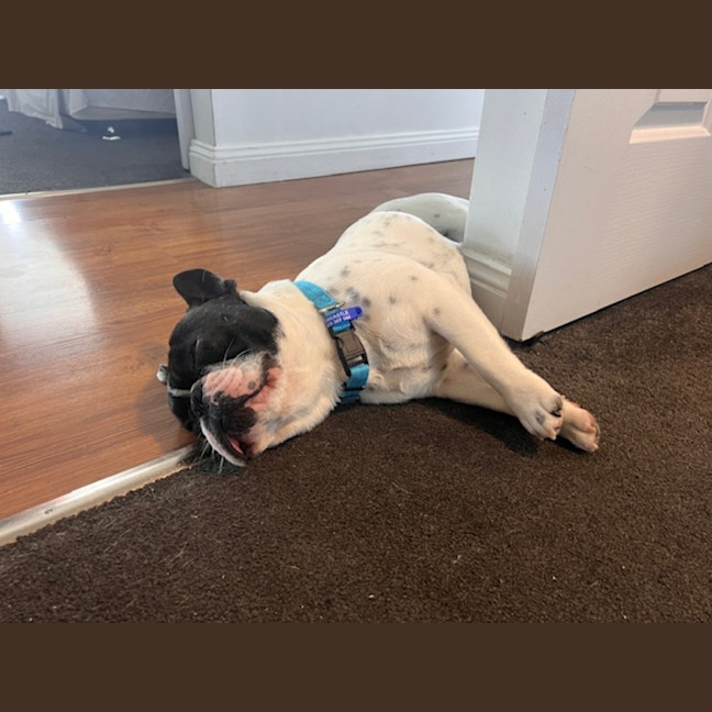 Photo of Frankie   2 Year Old French Bulldog