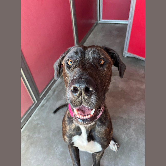 Photo of Tipsy