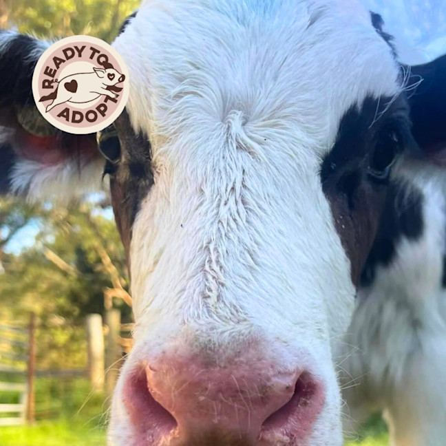 Photo of Lolly And Louis