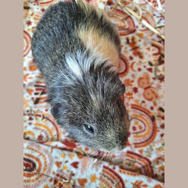 Photo of Benny & Chonky