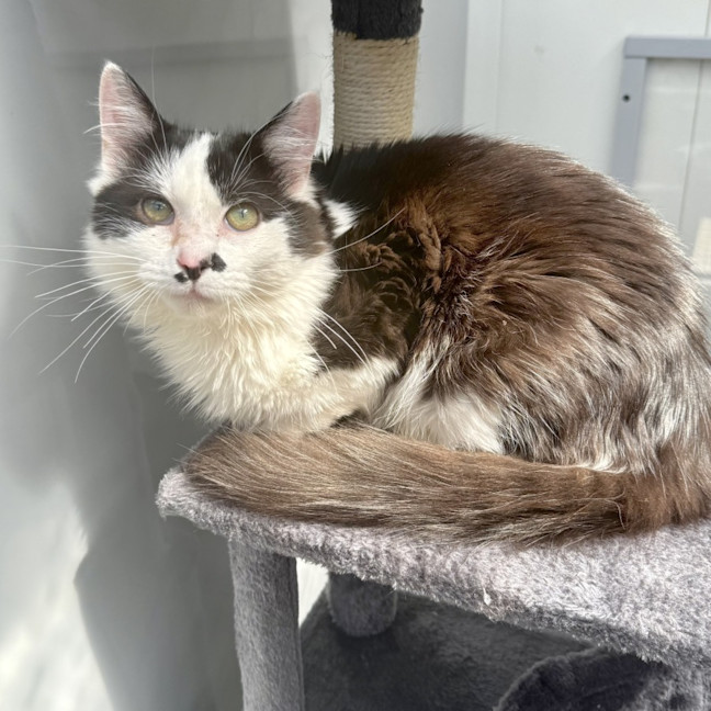 Photo of Percival