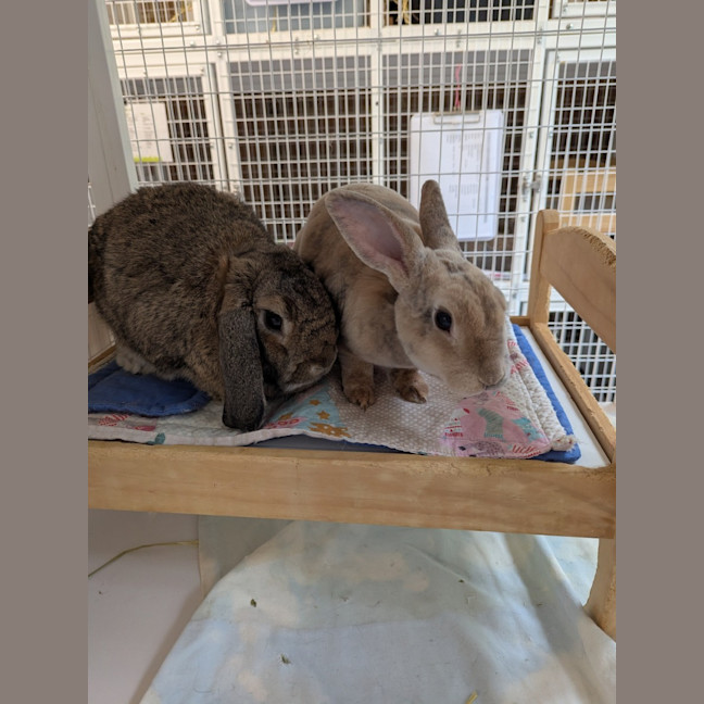 Photo of Tiko & Bonnie