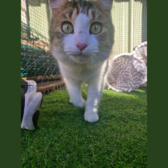 Photo of Tiger Lily
