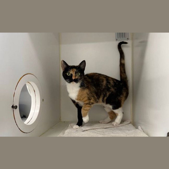 Photo of Peppermint