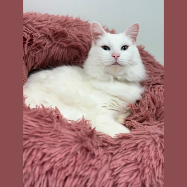 Photo of Princess
