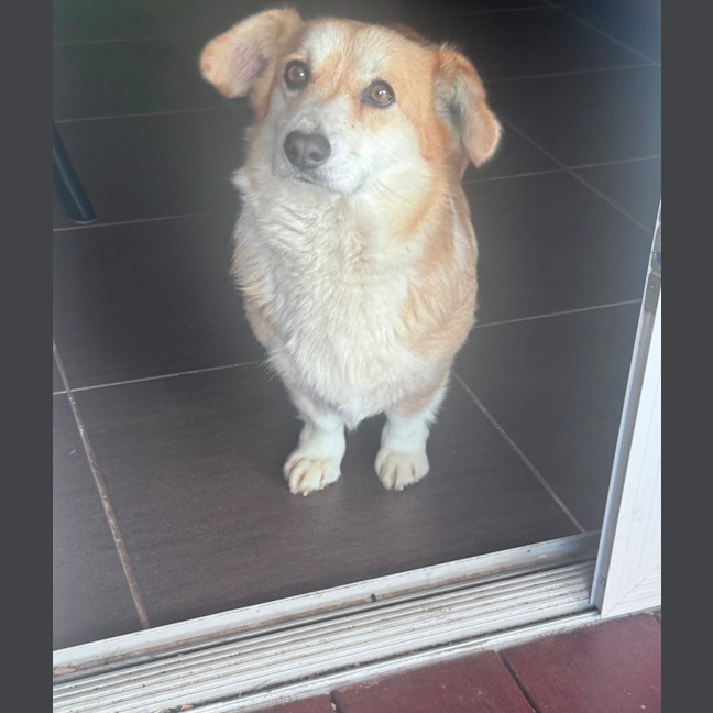 Photo of Misty 