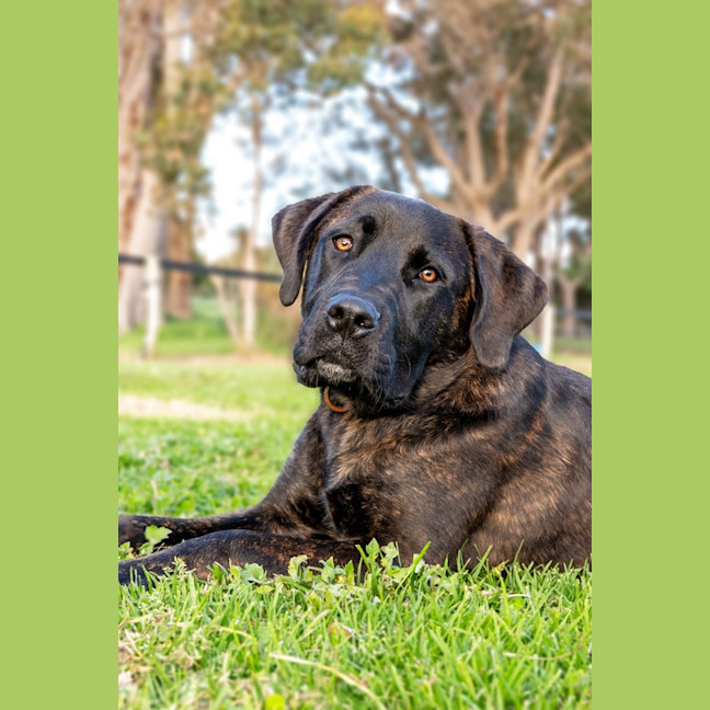 Photo of Dexter