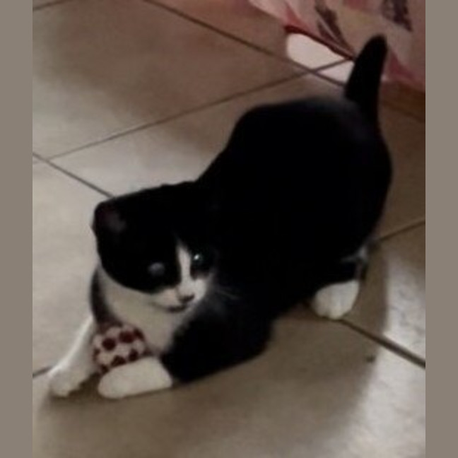 Photo of Milo