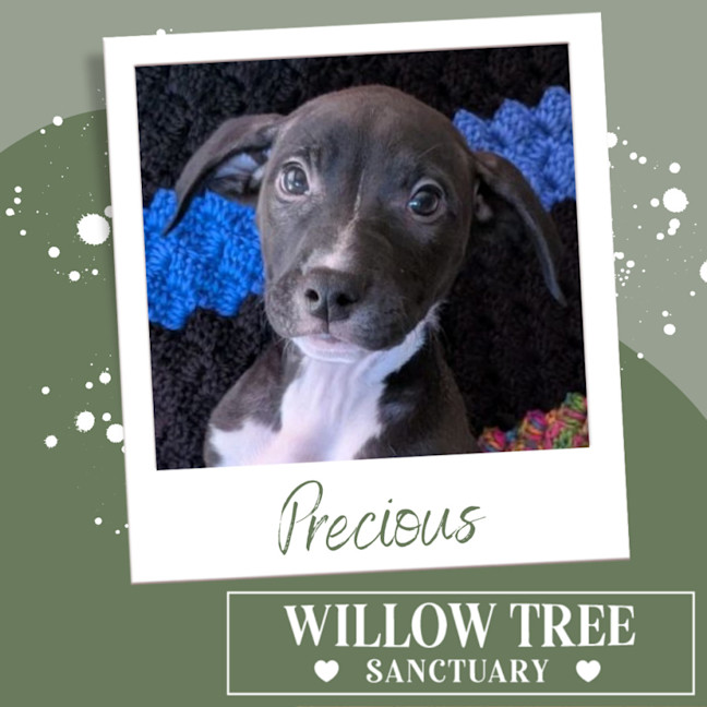 Photo of Precious 