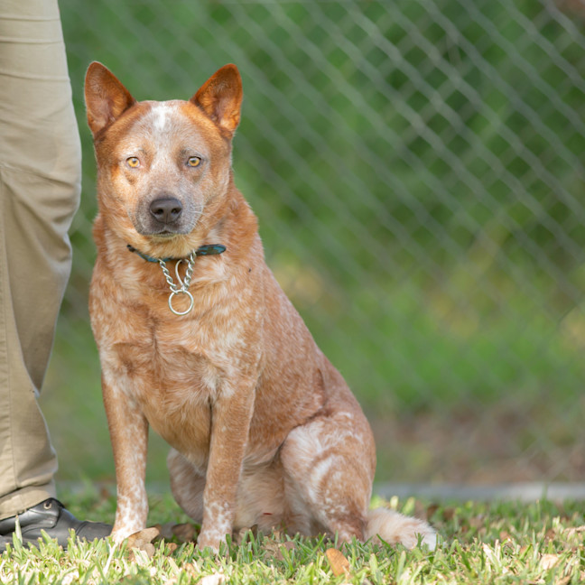 Photo of Trooper